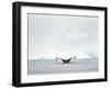 Humpback whale in front of icebergs at the mouth of the Ilulissat Icefjord at Disko Bay, Greenland.-Martin Zwick-Framed Photographic Print