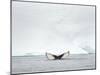 Humpback whale in front of icebergs at the mouth of the Ilulissat Icefjord at Disko Bay, Greenland.-Martin Zwick-Mounted Photographic Print