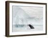 Humpback whale  in front of icebergs at the mouth of the Ilulissat Icefjord at Disko Bay, Greenland-Martin Zwick-Framed Photographic Print