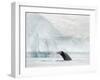 Humpback whale  in front of icebergs at the mouth of the Ilulissat Icefjord at Disko Bay, Greenland-Martin Zwick-Framed Photographic Print