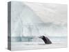 Humpback whale  in front of icebergs at the mouth of the Ilulissat Icefjord at Disko Bay, Greenland-Martin Zwick-Stretched Canvas