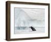 Humpback whale  in front of icebergs at the mouth of the Ilulissat Icefjord at Disko Bay, Greenland-Martin Zwick-Framed Photographic Print