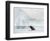 Humpback whale  in front of icebergs at the mouth of the Ilulissat Icefjord at Disko Bay, Greenland-Martin Zwick-Framed Photographic Print