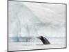 Humpback whale  in front of icebergs at the mouth of the Ilulissat Icefjord at Disko Bay, Greenland-Martin Zwick-Mounted Photographic Print