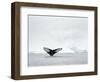 Humpback whale  in front of icebergs at the mouth of the Ilulissat Icefjord at Disko Bay, Greenland-Martin Zwick-Framed Photographic Print