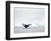 Humpback whale  in front of icebergs at the mouth of the Ilulissat Icefjord at Disko Bay, Greenland-Martin Zwick-Framed Photographic Print