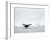 Humpback whale  in front of icebergs at the mouth of the Ilulissat Icefjord at Disko Bay, Greenland-Martin Zwick-Framed Photographic Print