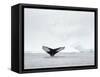 Humpback whale  in front of icebergs at the mouth of the Ilulissat Icefjord at Disko Bay, Greenland-Martin Zwick-Framed Stretched Canvas