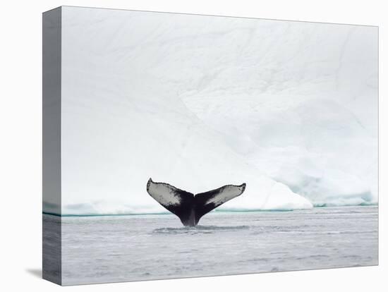 Humpback whale  in front of icebergs at the mouth of the Ilulissat Icefjord at Disko Bay, Greenland-Martin Zwick-Stretched Canvas