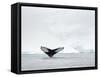 Humpback whale  in front of icebergs at the mouth of the Ilulissat Icefjord at Disko Bay, Greenland-Martin Zwick-Framed Stretched Canvas