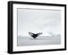 Humpback whale  in front of icebergs at the mouth of the Ilulissat Icefjord at Disko Bay, Greenland-Martin Zwick-Framed Photographic Print