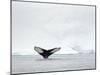 Humpback whale  in front of icebergs at the mouth of the Ilulissat Icefjord at Disko Bay, Greenland-Martin Zwick-Mounted Photographic Print