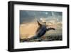 Humpback Whale Jump at Sunset against a Beautiful Sky. Madagascar. the Water Area of the Island of-GUDKOV ANDREY-Framed Photographic Print