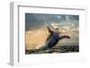 Humpback Whale Jump at Sunset against a Beautiful Sky. Madagascar. the Water Area of the Island of-GUDKOV ANDREY-Framed Photographic Print