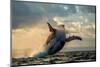 Humpback Whale Jump at Sunset against a Beautiful Sky. Madagascar. the Water Area of the Island of-GUDKOV ANDREY-Mounted Photographic Print