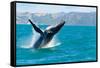 Humpback Whale Jumping out of the Water-KonArt-Framed Stretched Canvas