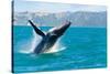 Humpback Whale Jumping out of the Water-KonArt-Stretched Canvas