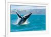 Humpback Whale Jumping out of the Water-KonArt-Framed Photographic Print