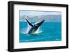 Humpback Whale Jumping out of the Water-KonArt-Framed Photographic Print