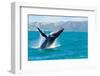 Humpback Whale Jumping out of the Water-KonArt-Framed Photographic Print