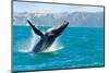 Humpback Whale Jumping out of the Water-KonArt-Mounted Photographic Print