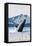 Humpback Whale, Juneau, Alaska-Lantern Press-Framed Stretched Canvas