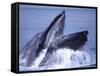 Humpback Whale Lunge Feeding Close-up, Frederick Sound, Alaska, USA-David Northcott-Framed Stretched Canvas