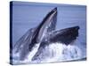 Humpback Whale Lunge Feeding Close-up, Frederick Sound, Alaska, USA-David Northcott-Stretched Canvas