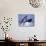 Humpback Whale Lunge Feeding Close-up, Frederick Sound, Alaska, USA-David Northcott-Photographic Print displayed on a wall