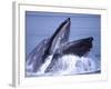 Humpback Whale Lunge Feeding Close-up, Frederick Sound, Alaska, USA-David Northcott-Framed Photographic Print