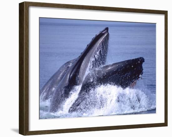 Humpback Whale Lunge Feeding Close-up, Frederick Sound, Alaska, USA-David Northcott-Framed Photographic Print