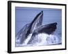 Humpback Whale Lunge Feeding Close-up, Frederick Sound, Alaska, USA-David Northcott-Framed Photographic Print