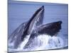 Humpback Whale Lunge Feeding Close-up, Frederick Sound, Alaska, USA-David Northcott-Mounted Photographic Print