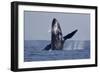 Humpback Whale (Megaptera novaeangliae) adult, breaching at surface of sea, Ogasawara Islands-John Holmes-Framed Photographic Print