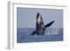 Humpback Whale (Megaptera novaeangliae) adult, breaching at surface of sea, Ogasawara Islands-John Holmes-Framed Photographic Print