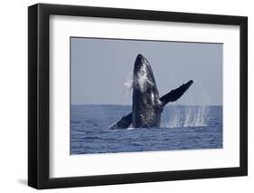 Humpback Whale (Megaptera novaeangliae) adult, breaching at surface of sea, Ogasawara Islands-John Holmes-Framed Photographic Print