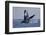 Humpback Whale (Megaptera novaeangliae) adult, breaching at surface of sea, Ogasawara Islands-John Holmes-Framed Photographic Print