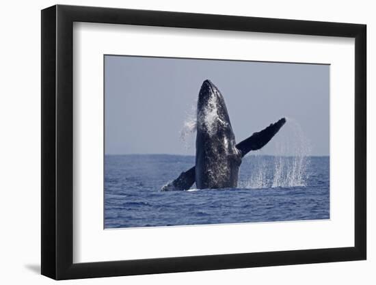Humpback Whale (Megaptera novaeangliae) adult, breaching at surface of sea, Ogasawara Islands-John Holmes-Framed Photographic Print