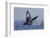 Humpback Whale (Megaptera novaeangliae) adult, breaching at surface of sea, Ogasawara Islands-John Holmes-Framed Photographic Print