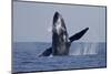 Humpback Whale (Megaptera novaeangliae) adult, breaching at surface of sea, Ogasawara Islands-John Holmes-Mounted Photographic Print