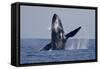 Humpback Whale (Megaptera novaeangliae) adult, breaching at surface of sea, Ogasawara Islands-John Holmes-Framed Stretched Canvas