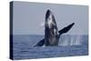 Humpback Whale (Megaptera novaeangliae) adult, breaching at surface of sea, Ogasawara Islands-John Holmes-Stretched Canvas