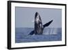 Humpback Whale (Megaptera novaeangliae) adult, breaching at surface of sea, Ogasawara Islands-John Holmes-Framed Photographic Print