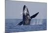 Humpback Whale (Megaptera novaeangliae) adult, breaching at surface of sea, Ogasawara Islands-John Holmes-Mounted Photographic Print