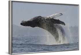 Humpback Whale (Megaptera Novaeangliae) Adult Breaching, Vancouver Island, British Columbia-Bertie Gregory-Framed Photographic Print