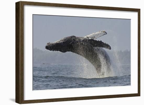 Humpback Whale (Megaptera Novaeangliae) Adult Breaching, Vancouver Island, British Columbia-Bertie Gregory-Framed Photographic Print