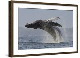 Humpback Whale (Megaptera Novaeangliae) Adult Breaching, Vancouver Island, British Columbia-Bertie Gregory-Framed Photographic Print