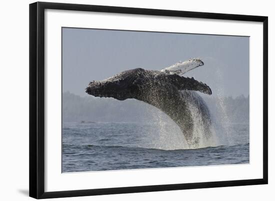 Humpback Whale (Megaptera Novaeangliae) Adult Breaching, Vancouver Island, British Columbia-Bertie Gregory-Framed Photographic Print