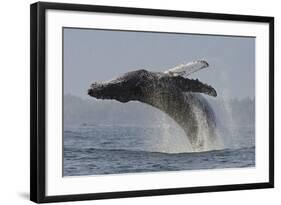 Humpback Whale (Megaptera Novaeangliae) Adult Breaching, Vancouver Island, British Columbia-Bertie Gregory-Framed Photographic Print