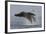 Humpback Whale (Megaptera Novaeangliae) Adult Breaching, Vancouver Island, British Columbia-Bertie Gregory-Framed Photographic Print